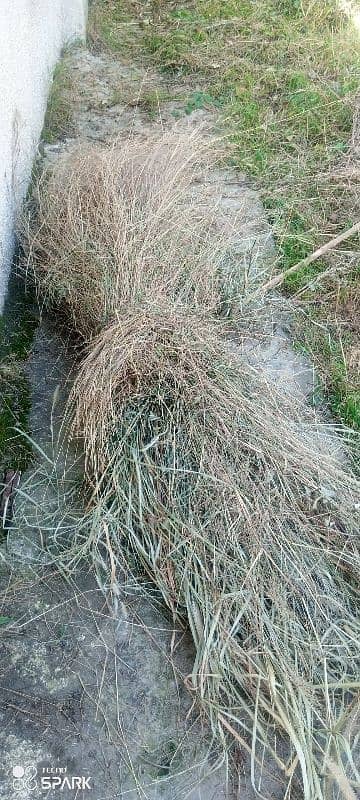 high quality grass for sale 3