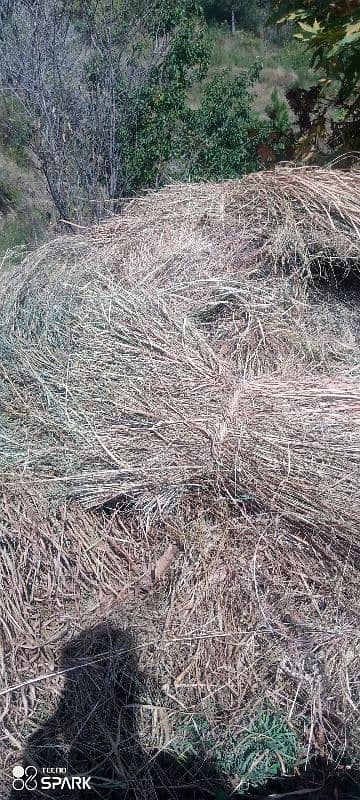 high quality grass for sale 5