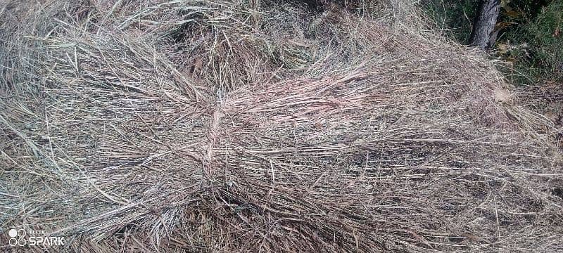 high quality grass for sale 6