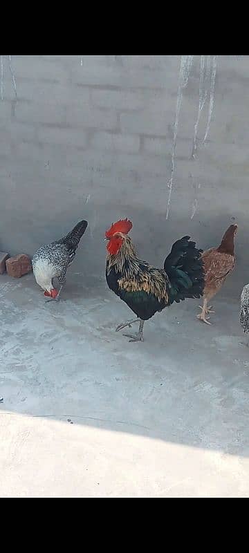 sale of hens 2