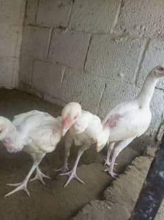 heery assel chicks for sale