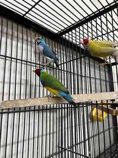 Gouldian redy to bred for sale Daimond finch pair for sale