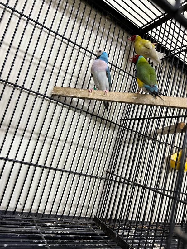 Gouldian redy to bred for sale Daimond finch pair for sale 1