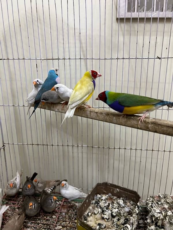 Gouldian redy to bred for sale Daimond finch pair for sale 2