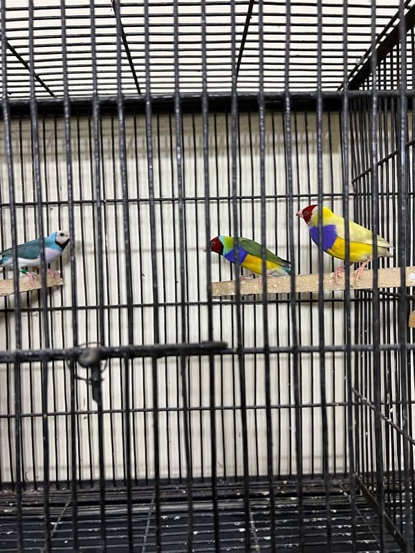 Gouldian redy to bred for sale Daimond finch pair for sale 3