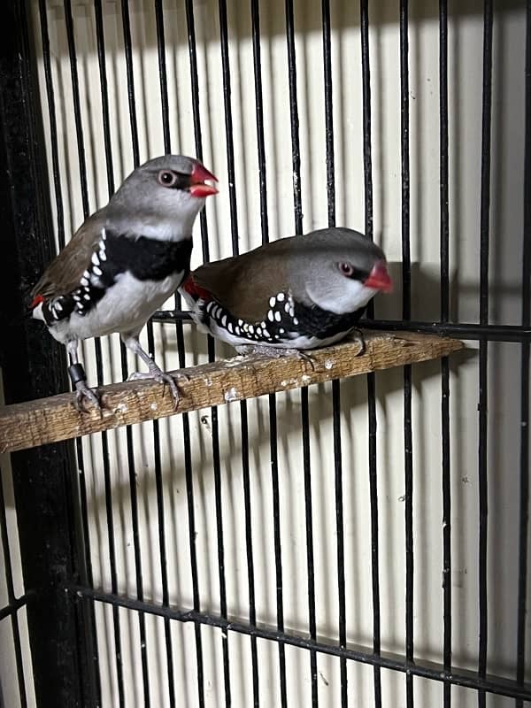 Gouldian redy to bred for sale Daimond finch pair for sale 4