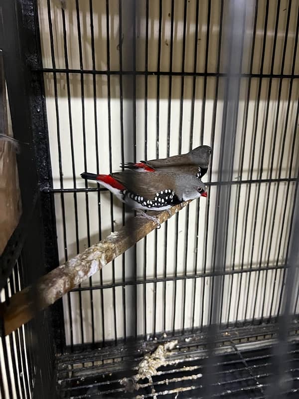 Gouldian redy to bred for sale Daimond finch pair for sale 6