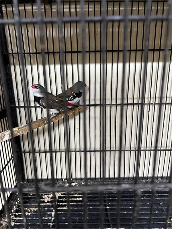 Gouldian redy to bred for sale Daimond finch pair for sale 7