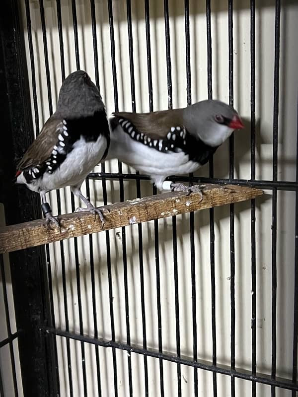 Gouldian redy to bred for sale Daimond finch pair for sale 8