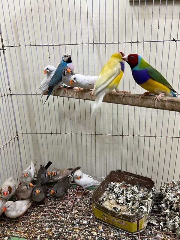 Gouldian redy to bred for sale Daimond finch pair for sale 9