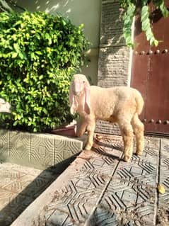 dumba sheep larkana turkey