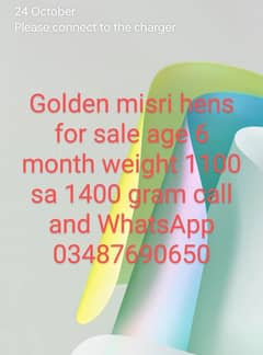 Golden misri hens for sale egg 50% da rahi ha  total 21 piece  ha 0