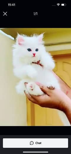 Persian beautiful cat for sale 0341/065/54/49 my WhatsApp number