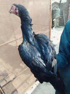 Aseel females for sale (03336131982) 0