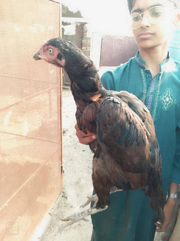 Aseel females for sale (03336131982) 2