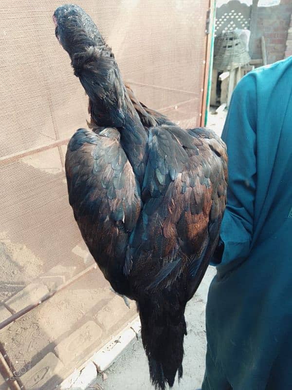 Aseel females for sale (03336131982) 5