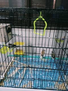 Few Pcs of Banglese finch/society finch for sale and exchange