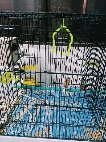 Few pcs of Banglese finch & Albino Red Eye Java for sale & exchange 0