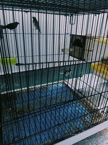 Few pcs of Banglese finch & Albino Red Eye Java for sale & exchange 1