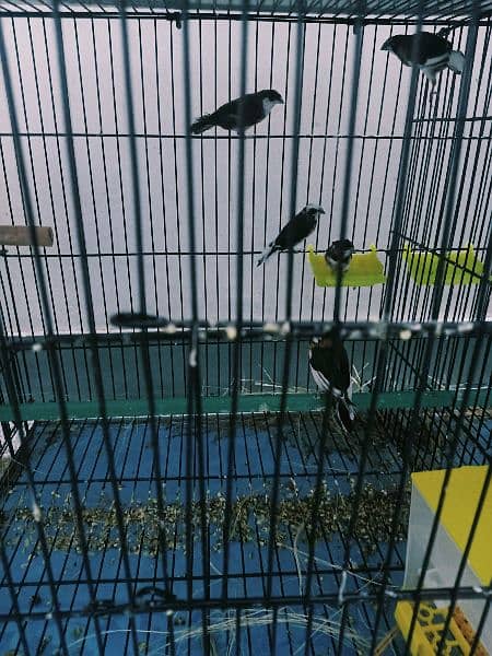 Few pcs of Banglese finch & Albino Red Eye Java for sale & exchange 2