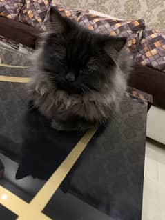 Black Persian triple coat kitten 0