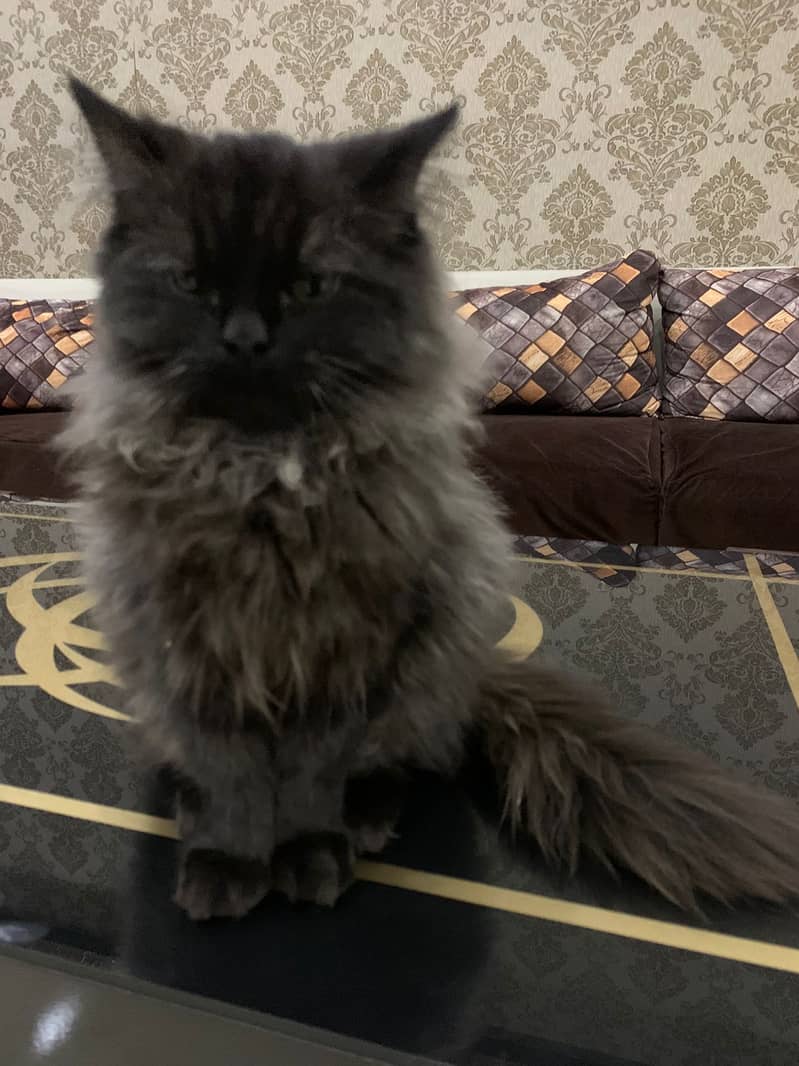 Black Persian triple coat kitten 1