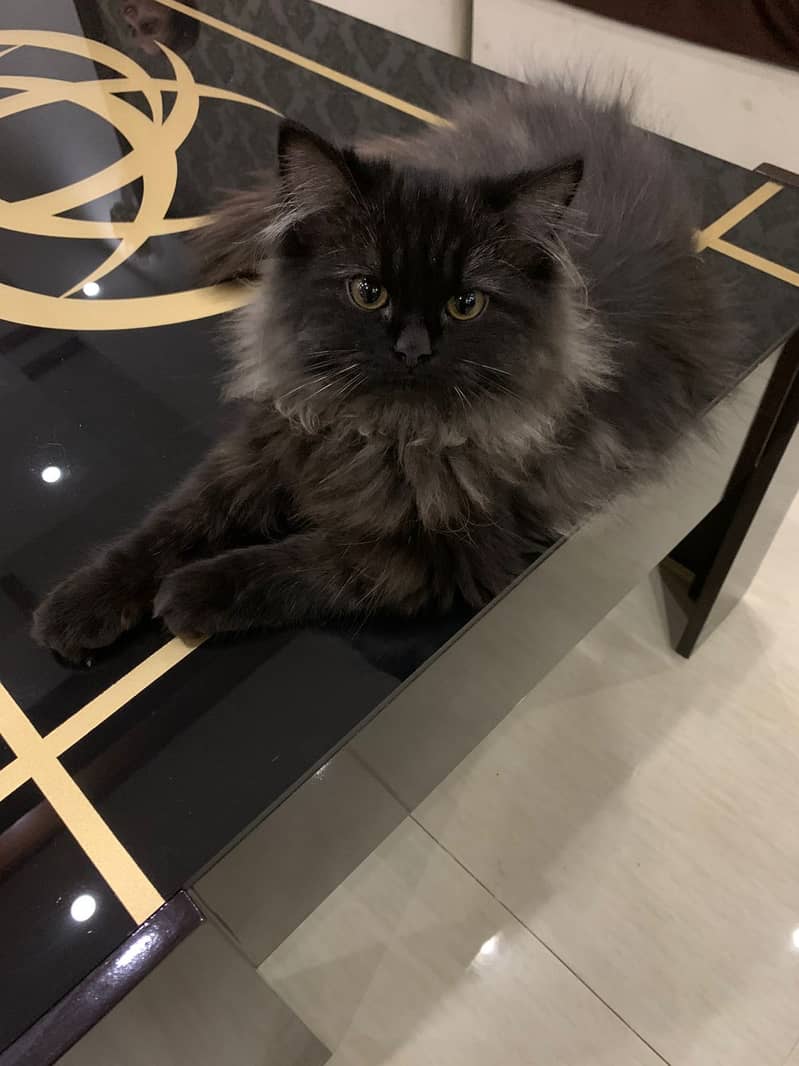 Black Persian triple coat kitten 2