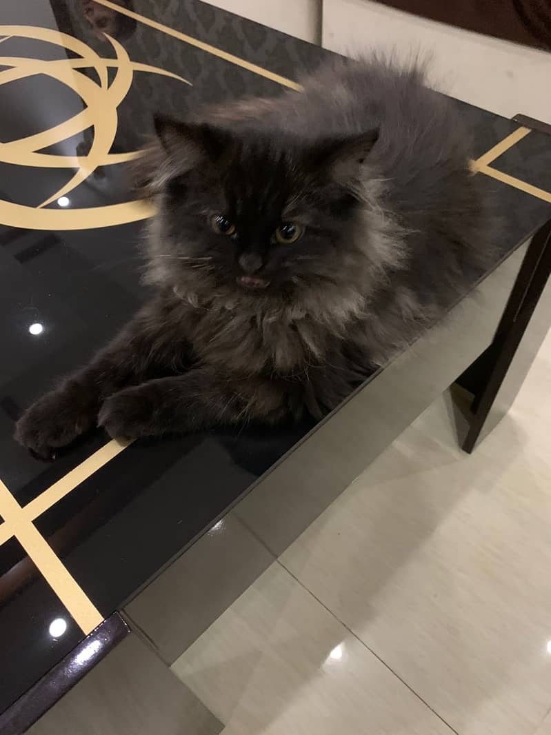 Black Persian triple coat kitten 3