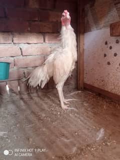 White Heera Male for Sale