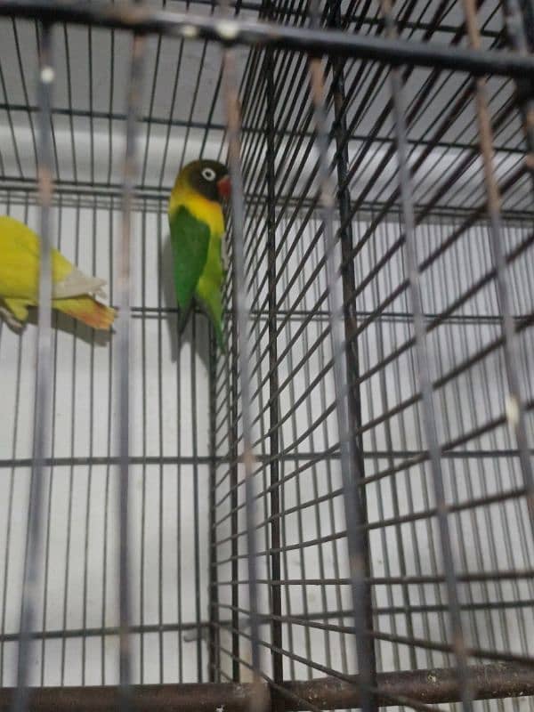 Urgent sale coctail and love birds 0