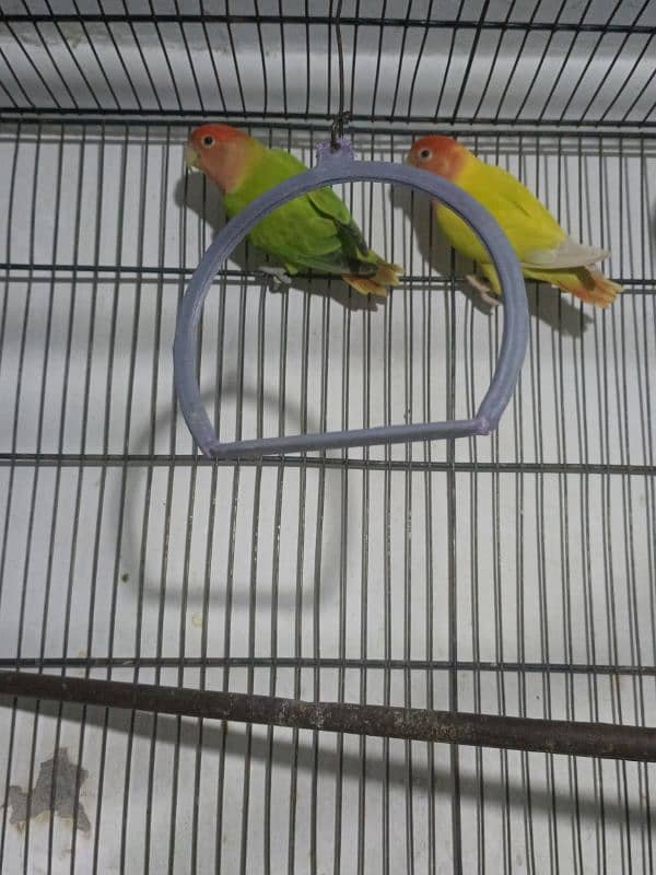 Urgent sale coctail and love birds 2