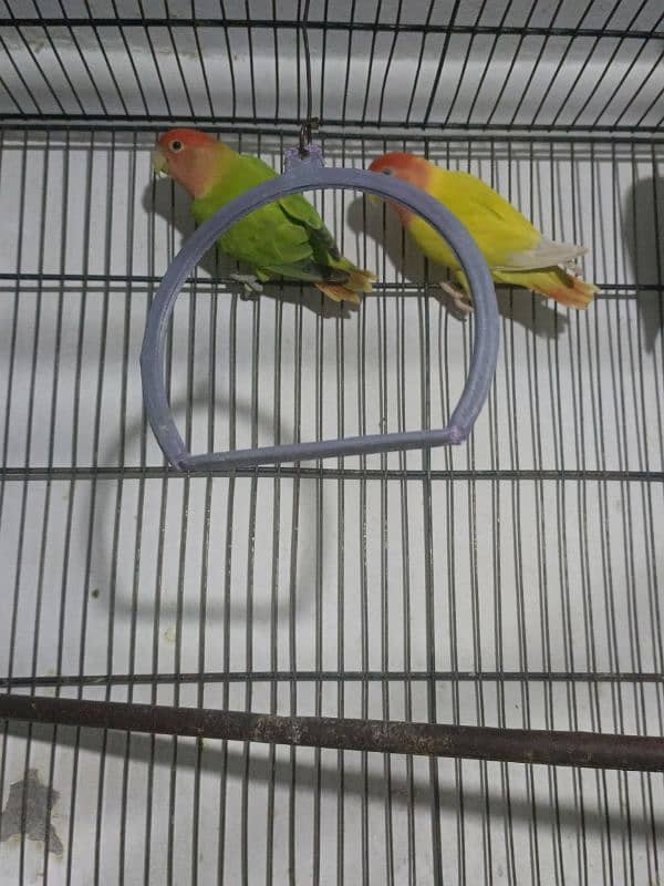 Urgent sale coctail and love birds 3