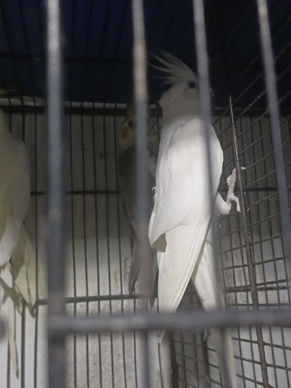 Urgent sale coctail and love birds 4