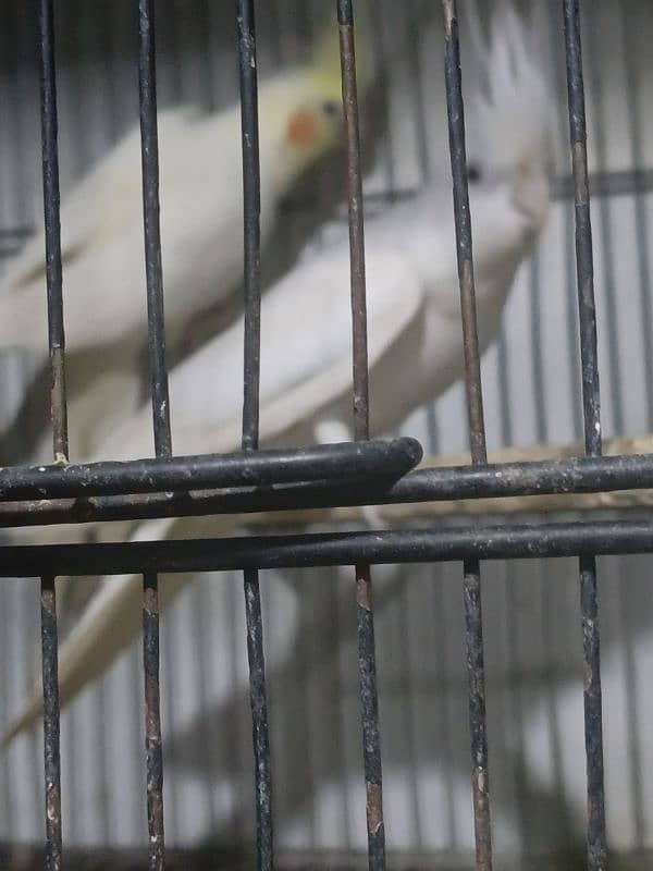 Urgent sale coctail and love birds 6