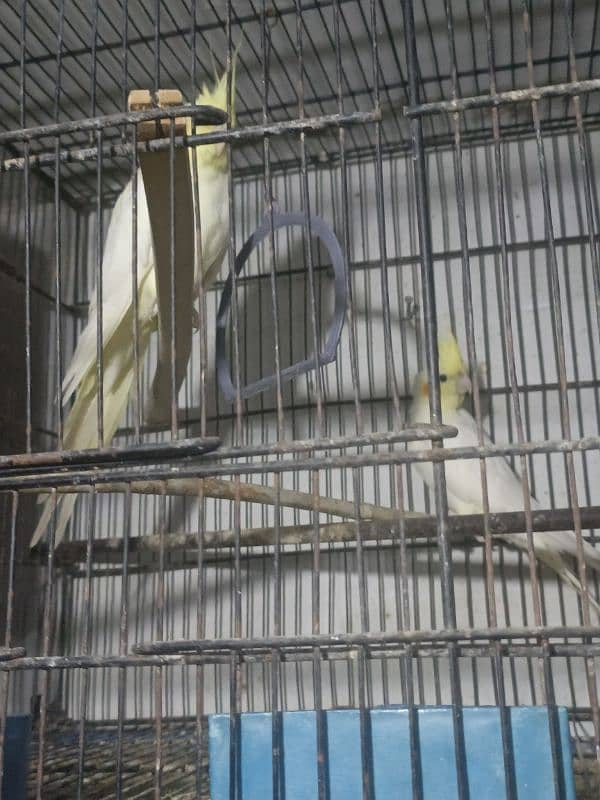 Urgent sale coctail and love birds 7