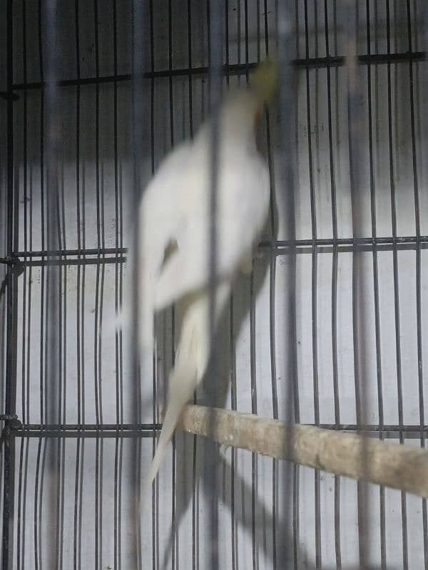 Urgent sale coctail and love birds 8