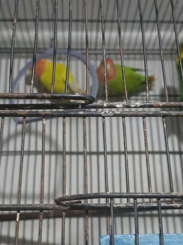 Urgent sale coctail and love birds 13