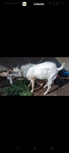 Tapra Bakra for sale 0