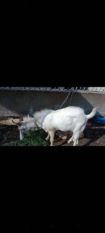 Tapra Bakra for sale 1