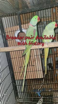 Raw Pair Parrot Male and female good talking