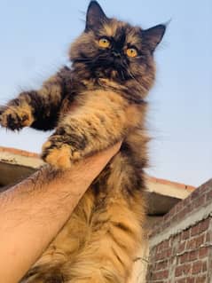 Persian Cat kitten outclass colour Yellow eye