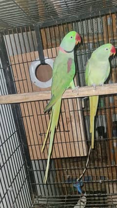 Raw Parrot pair male female available good talking