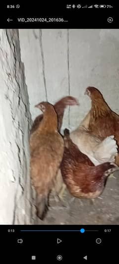 dasi murgia 6 female 1 male for sale location Faisalabad khurrianwala