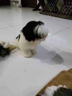 Shihtzu