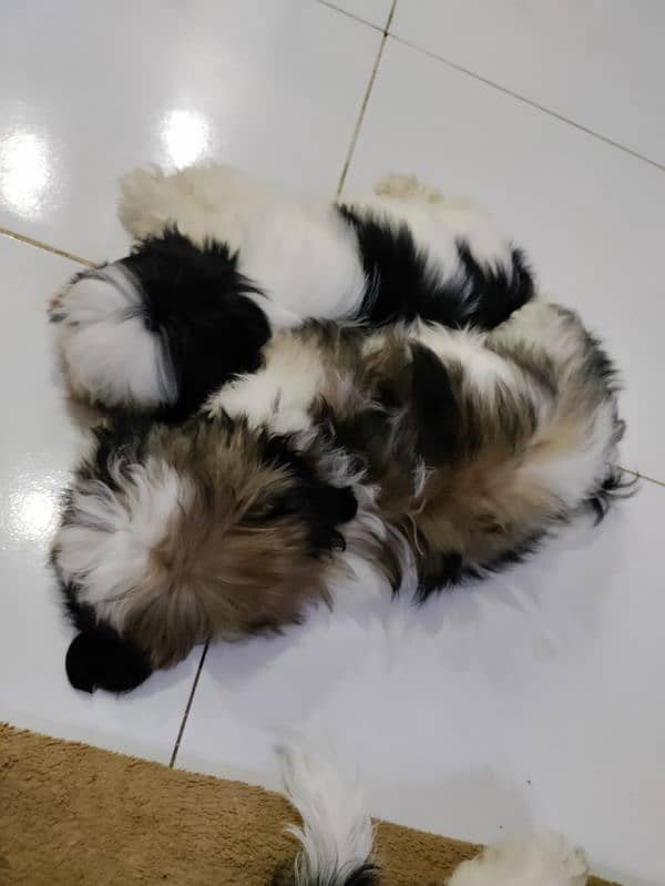 Shihtzu puppies 1