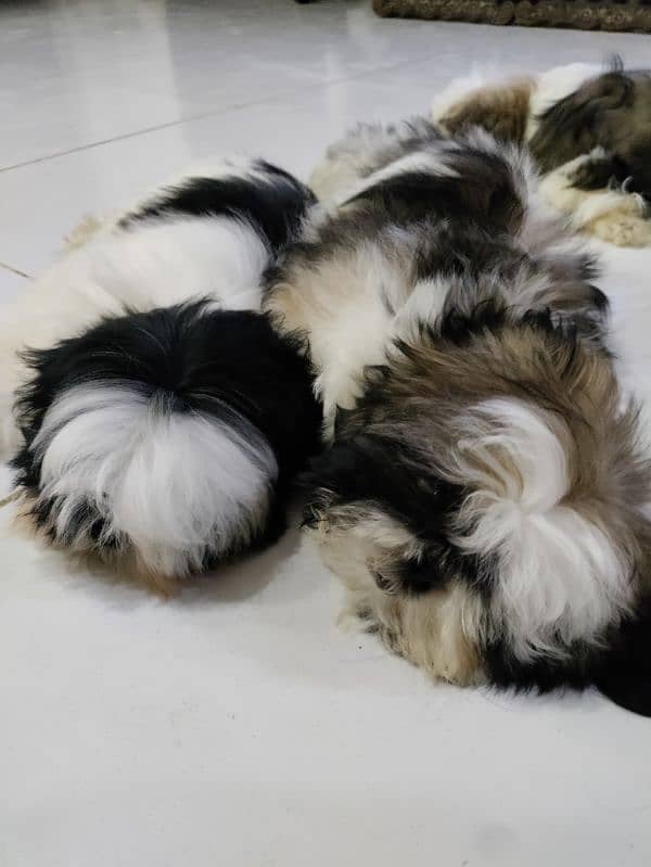 Shihtzu puppies 2