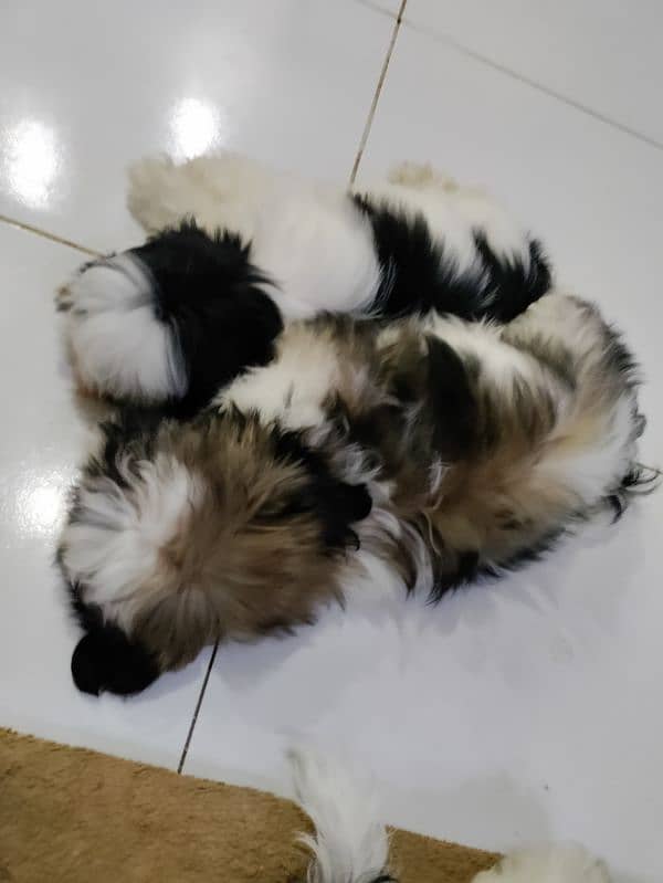 Shihtzu puppies 3