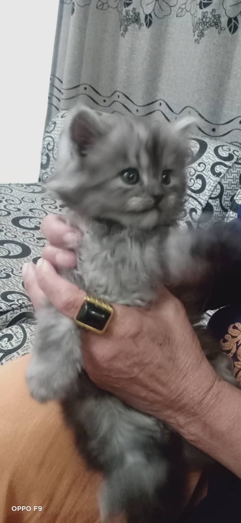 Pure persian tabby kittens 1