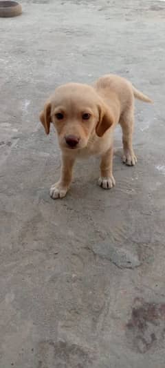 Labrador pure breeder