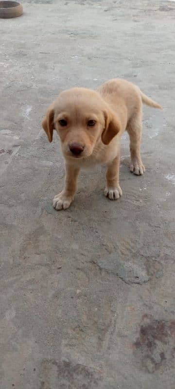 Labrador pure breeder 0